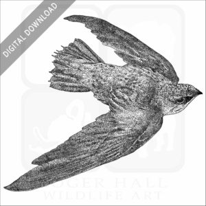 Chimney Swift
