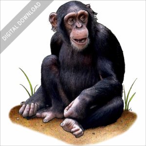 Chimpanzee