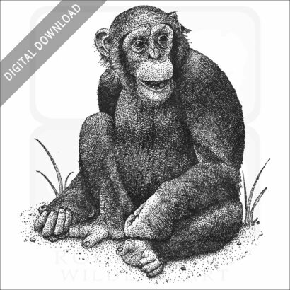 Chimpanzee