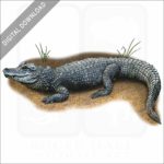 Chinese Alligator stock image