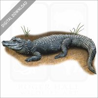 Chinese Alligator stock image