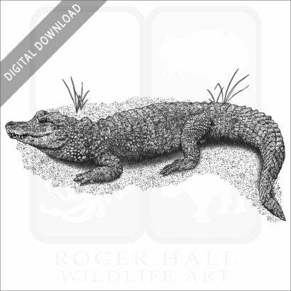 Chinese Alligator
