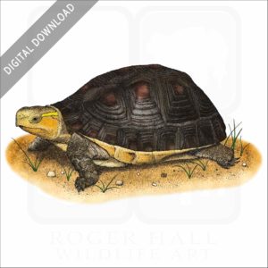 Chinese Box Turtle stock image