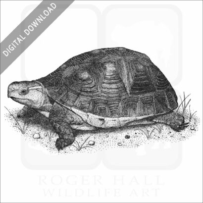 Chinese Box Turtle