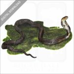 Chinese Cobra stock image