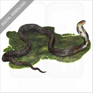 Chinese Cobra stock image