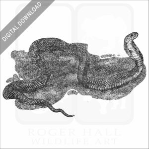 Chinese or Taiwan Cobra