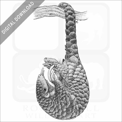 Chinese Pangolin
