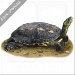 Chinese Stripe-Necked Turtle stock image