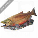 Chinook Salmon stock image