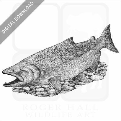 Chinook Salmon