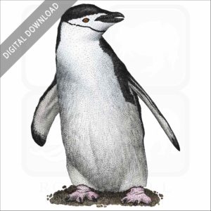 Chinstrap Penguin stock image