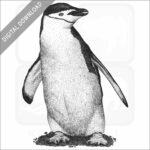 Chinstrap Penguin