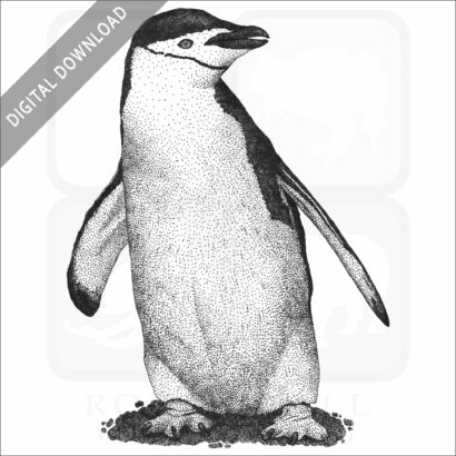 Chinstrap Penguin