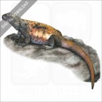 Common Chuckwalla stock image