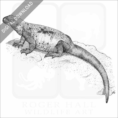 Common Chuckwalla