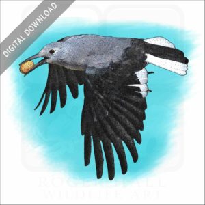 Clark's Nutcracker stock image