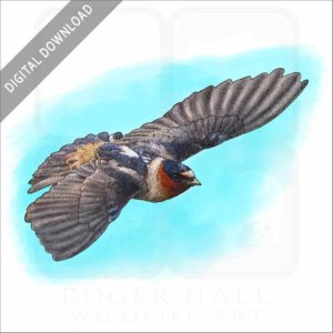 Cliff Swallow stock image