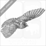 Cliff Swallow