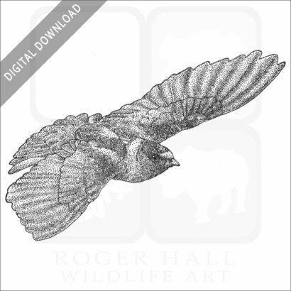 Cliff Swallow