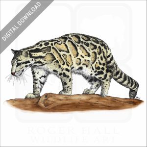 Clouded Leopard stock image