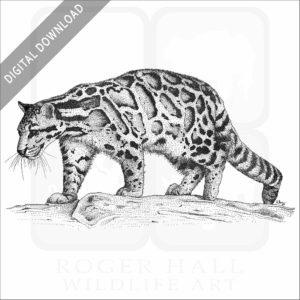 Clouded Leopard