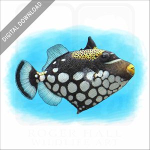 Clown Triggerfish illustration