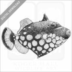 Clown Triggerfish