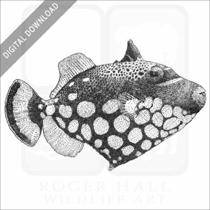 Clown Triggerfish