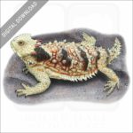 Coastal Horned Lizard stock image