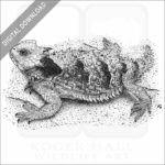 Stock Art Drawing of a Coastal Horned Lizard - Image 2