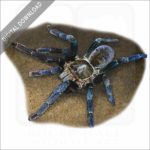 Cobalt Blue Tarantula stock image