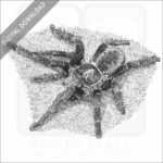 Cobalt Blue Tarantula