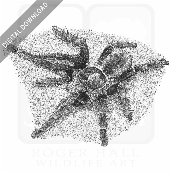 Cobalt Blue Tarantula