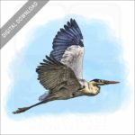 Cocoi Heron stock image