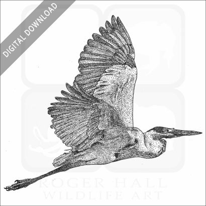 Cocoi Heron
