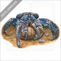 Coconut Crab stock image