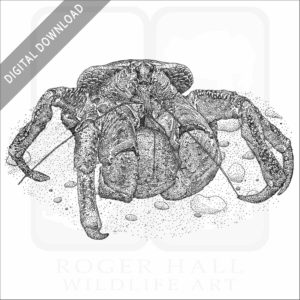 Coconut Crab