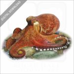 Coconut Octopus stock image