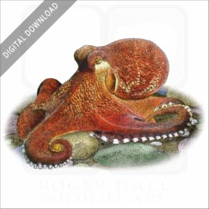 Coconut Octopus stock image