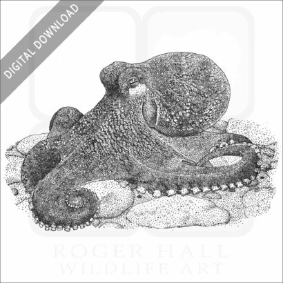Coconut Octopus