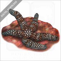 Coleman's Nippled Star stock image