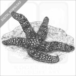 Coleman's Nippled Star