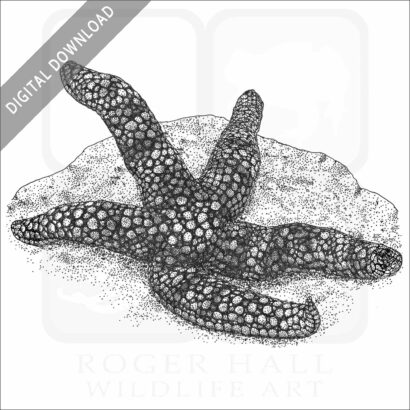 Coleman's Nippled Star