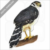 Collared Forest Falcon stock image