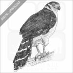 Collared Forest Falcon