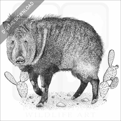 Collared Peccary