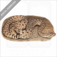 Colorado Desert Sidewinder stock image