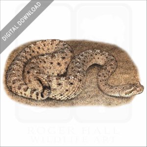Colorado Desert Sidewinder stock image