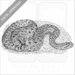 Colorado Desert Sidewinder